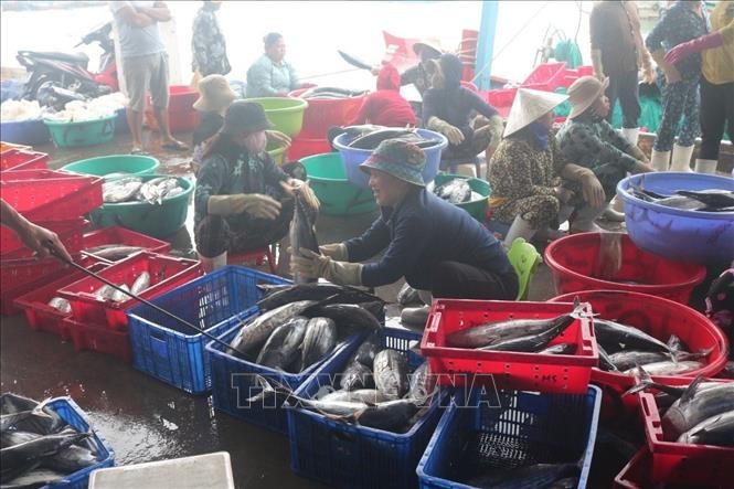Niềm vui đánh bắt được mùa của nhiều tàu cá đánh bắt xuyên Tết đã trúng vụ cá ngừ sọc dưa, cá thu. Ảnh: TTXVN phát