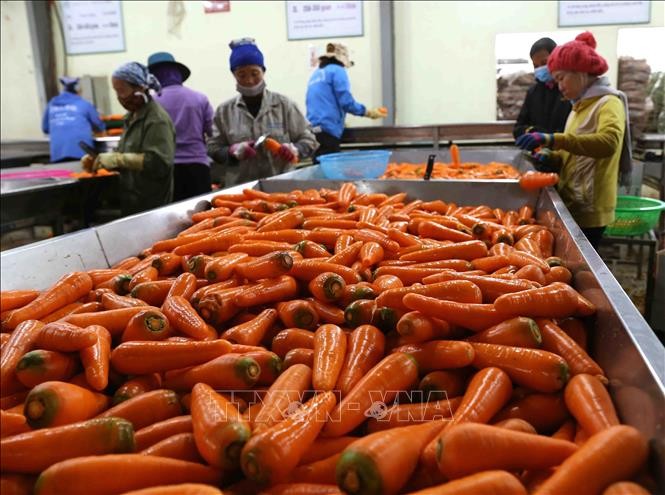 Phân loại sản phẩm cà rốt xuất khẩu tại Công ty Cổ phần Nông sản Hưng Việt, huyện Gia Lộc, tỉnh Hải Dương. Ảnh tư liệu: Vũ Sinh/TTXVN