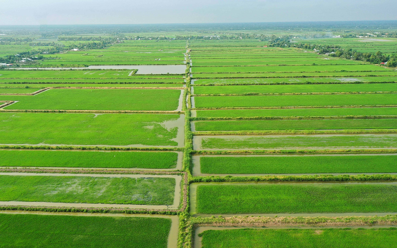Phát triển mô hình lúa  tôm Nâng cao giá trị tạo đầu ra ổn định cho nông  sản