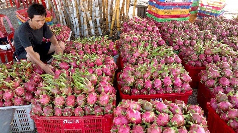 Thanh long là 1 trong 9 loại quả của Việt Nam được phép xuất khẩu chính ngạch vào thị trường Trung Quốc