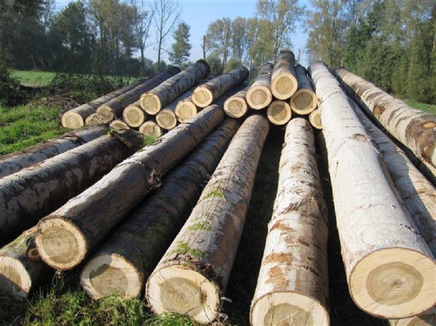 Nguồn nguyên liệu gỗ rừng trồng chiếm khoảng 70% nhu cầu trong nước