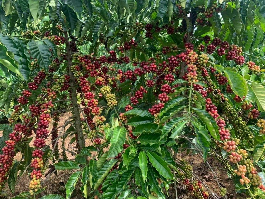 Sản lượng giảm, nhu cầu tăng cao đẩy giá cà phê trong nước lập đỉnh 15 năm