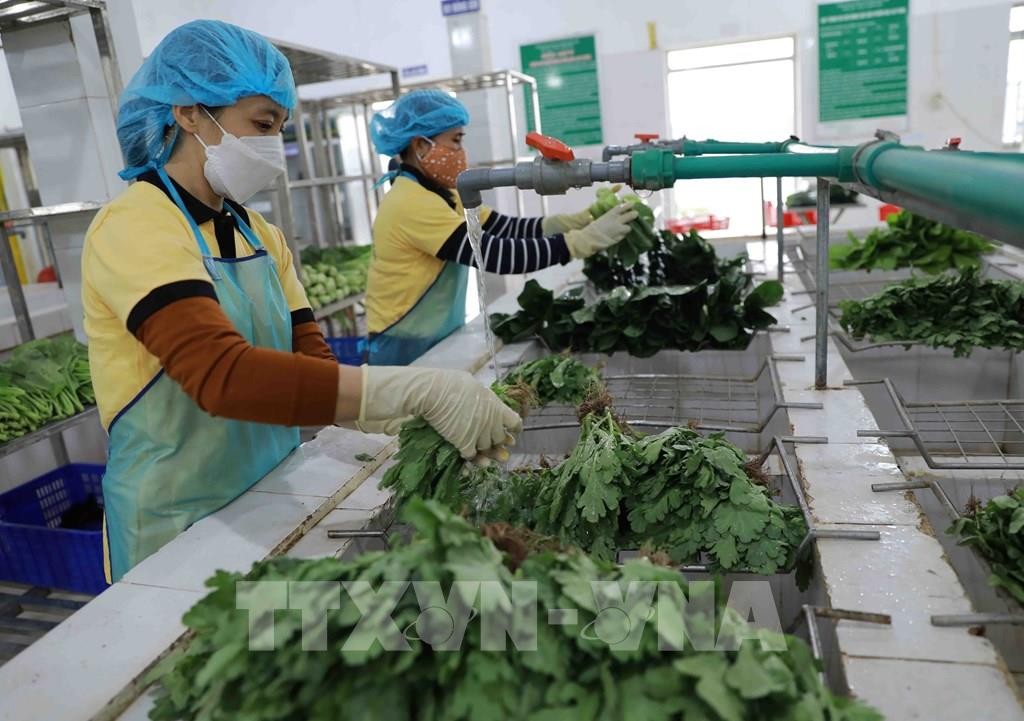 EU gỡ bỏ kiểm soát một số mặt hàng rau gia vị của Việt Nam