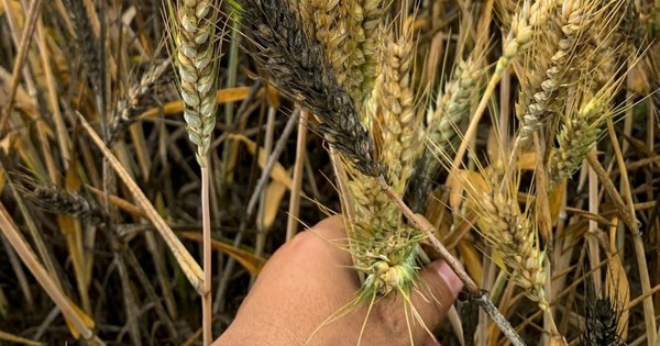 Quốc gia sản xuất lớn nhất mất hàng triệu tấn lúa mì ngay trước thu hoạch, giá toàn cầu có nguy cơ bị ảnh hưởng